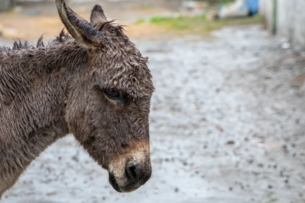 closeup-shot-face-donkey-cloudy-day